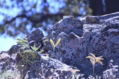 DSC_2244 (Large).JPG